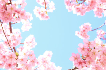 Kawazu-Kirschblüten