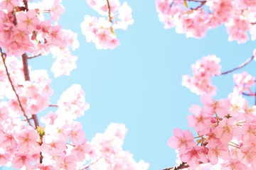Abwaschbare Fototapete Kirschblüte Kawazu-Kirschblüten