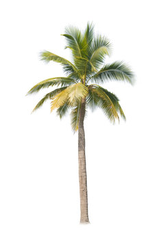 coconut tree on white background 