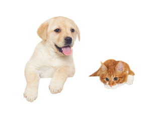 red cat and labrador puppy looks