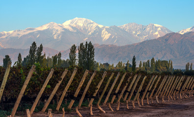 Early morning in the late autumn vineyard, Aconcagua Cordillera