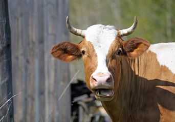 Brown bull by the fence on a farm