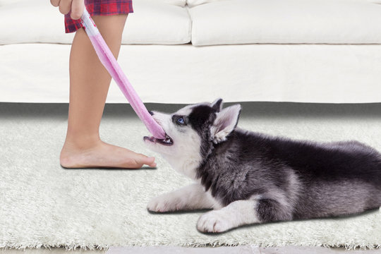 Funny Husky Dog Biting A Sock