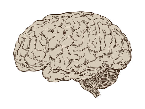 Hand drawn line art anatomically correct human brain. Isolated over white background vector illustration.