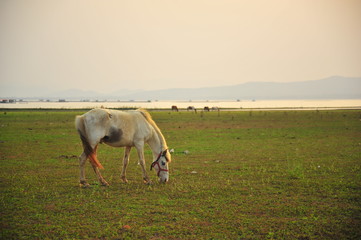 Horse in Grassland at Sunset