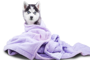 Siberian husky puppy with towel in studio © Creativa Images