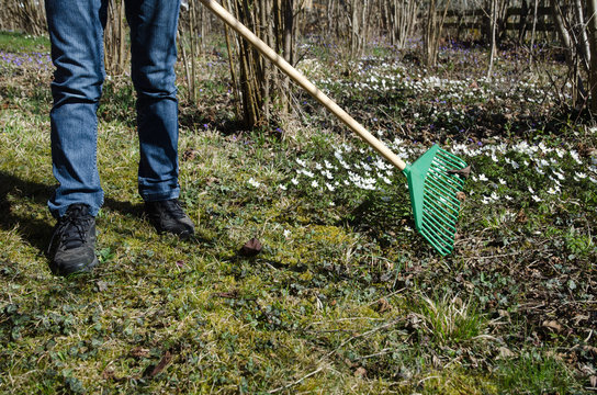 Gardener With A Green Rake At Spring