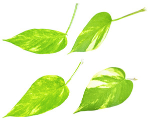 monstera plant leaf isolated on white