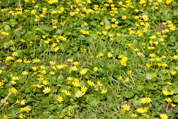 ficaria verna yellow spring flowers as a background