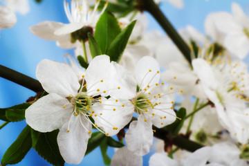 Cherry blossoms over blurred nature background. Spring flowers. On blue background with bokeh.