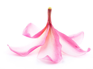 beautiful plumaria flowers on white background