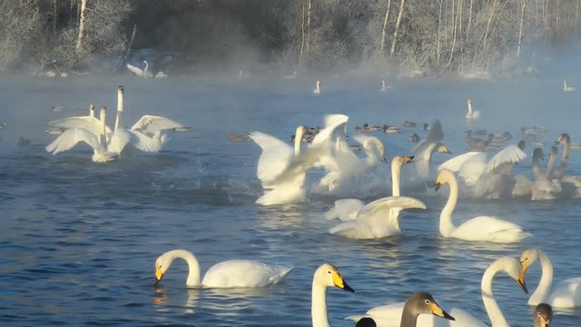 Swans Cygnus cygnus on altai lake Svetloe in the morning mist  at early morning