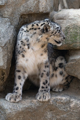Snow Leopard
