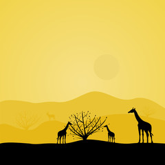 Fototapeta na wymiar giraffes in Africa