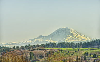 Fototapeta premium The Clear Blue Skies of Early Spring Bathe Mount Rainier and surrounding Landscape