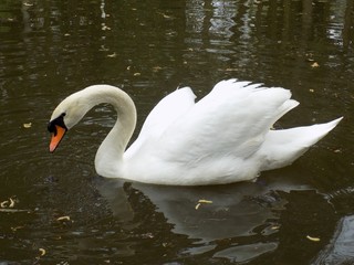 Swan on lake