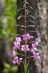 summer flowering willow-herb