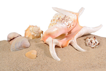 Seashells in beach sand on a white