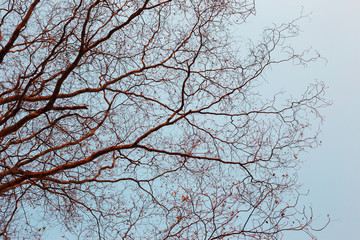 tree branch background.Retro color style