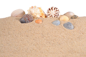 Fototapeta na wymiar Seashell in beach sand on a white