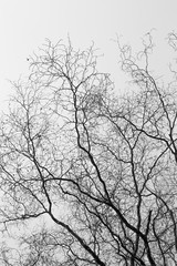 tree branches isolated on the white background