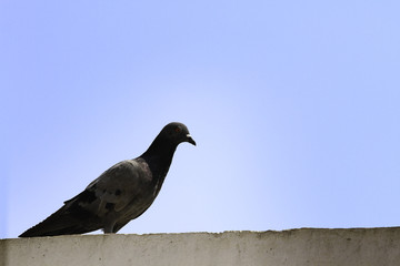 pigeon with blue sky in Asia, Thailand