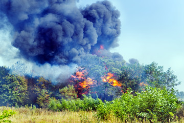 wildfire in the summer forest