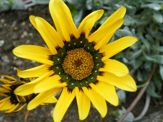 Yellow Flower