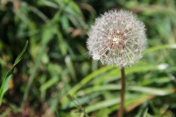 dandelion on grass. photo