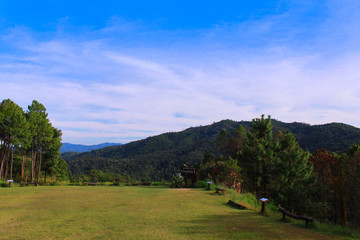 Landscape Green Grass and Trees