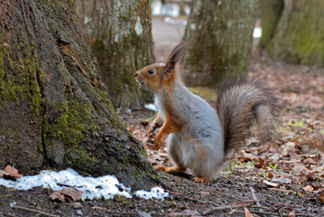 Naklejka na ściany i meble Squirrel with a fluffy tail standing on its hind legs. Close-up.