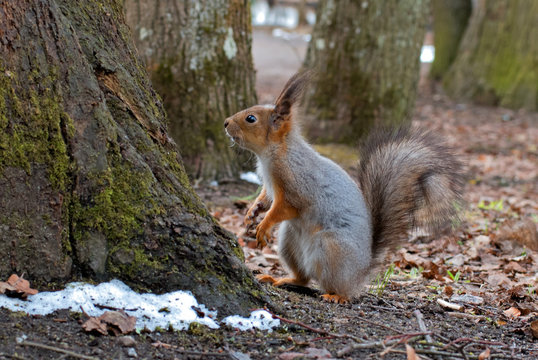 Squirrel with a fluffy tail standing on its hind legs. Close-up. © oktober64