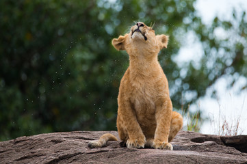 Naklejka premium Small wet lion on the black rock in african savannah