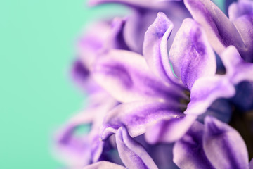 Common Dutch Garden Hyacinth (Hyacinthus Orientalis) Close Up