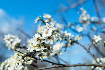 The flower of a cherry tree which blooms on the way. Flowering cherry in the spring, the scent of blossoming apricot.