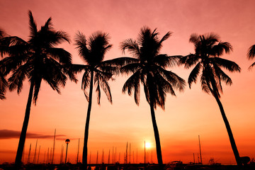 Palms in sunset