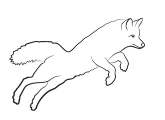 Polar fox in jump.
