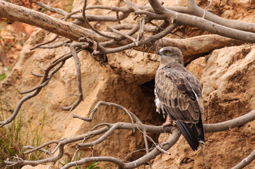 Eagle stand still on a dry tree branch.  There is an ID ring on its leg for follow up.