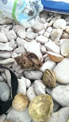 Krab w muszelce © kasumisan