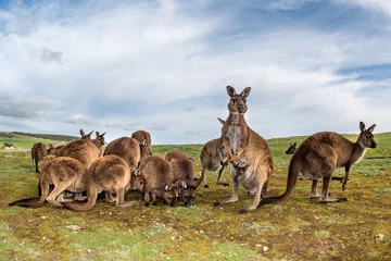 Foto auf Acrylglas Känguru Känguru-Mutter-Vater- und -Sohn-Porträt