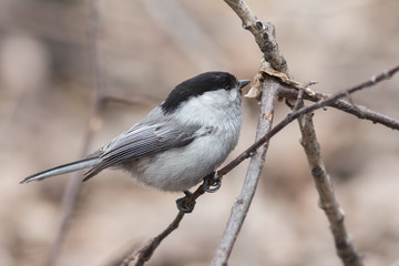 Willow Tit (Parus montanus)