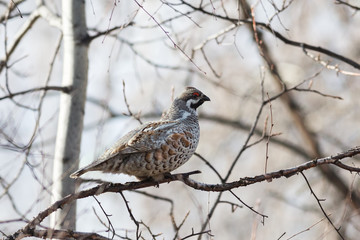 Hazel Grouse
