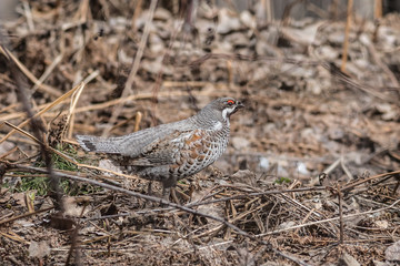 Hazel Grouse