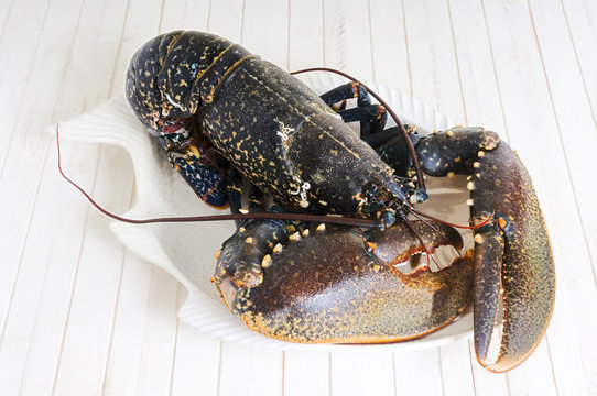 fresh  lobster , homarus gammarus , of atlantic coast  whit wooden background