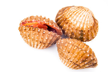 Closeup on fresh and living cockles with white background