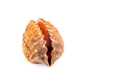 Closeup on fresh and living cockles with white background