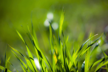 Abstract Grass