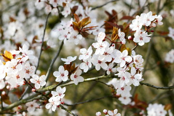 white flowers of cherry