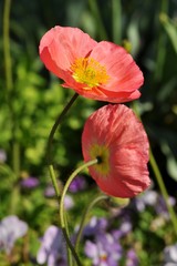 Fototapeta premium Poppies flower. Poppies in garden. 