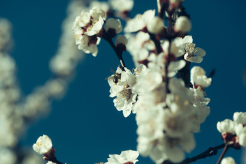 Spring blooming apricot flowers